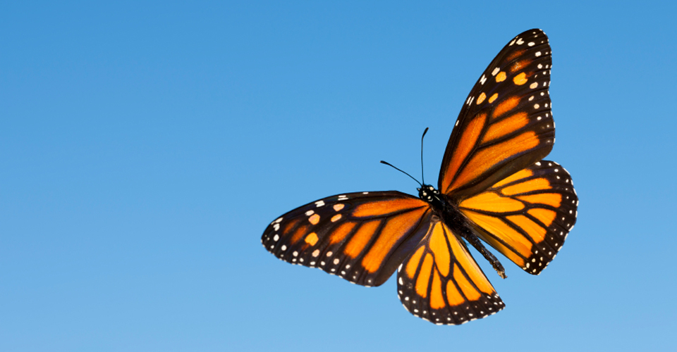 Monarch Butterfly at Texas Farmers Market